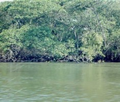 O mangue preservado é o maior berçário da vida marinha, além de reter os sedimentos provenientes do continente, evitando o assoreamento da Baía da Babitonga.