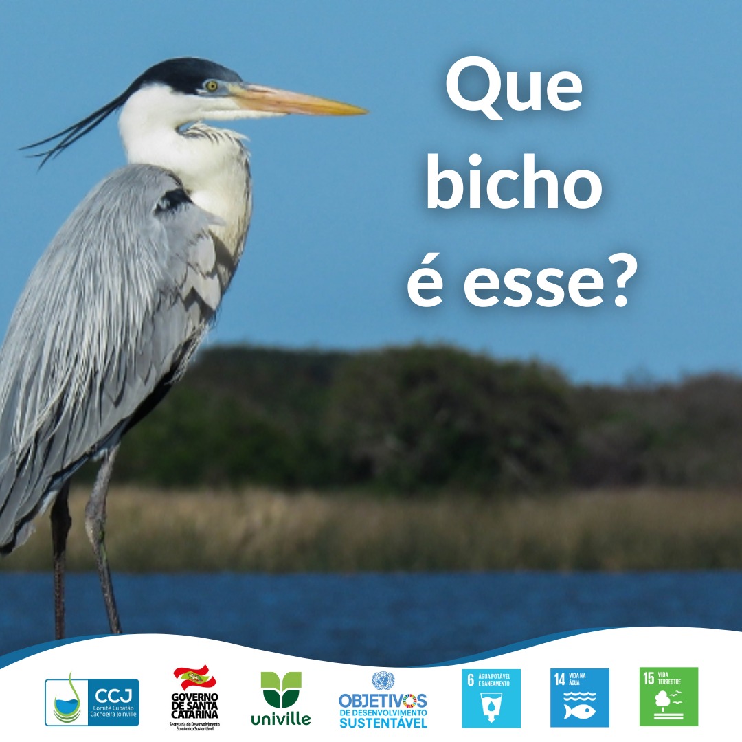 Que bicho é esse? 