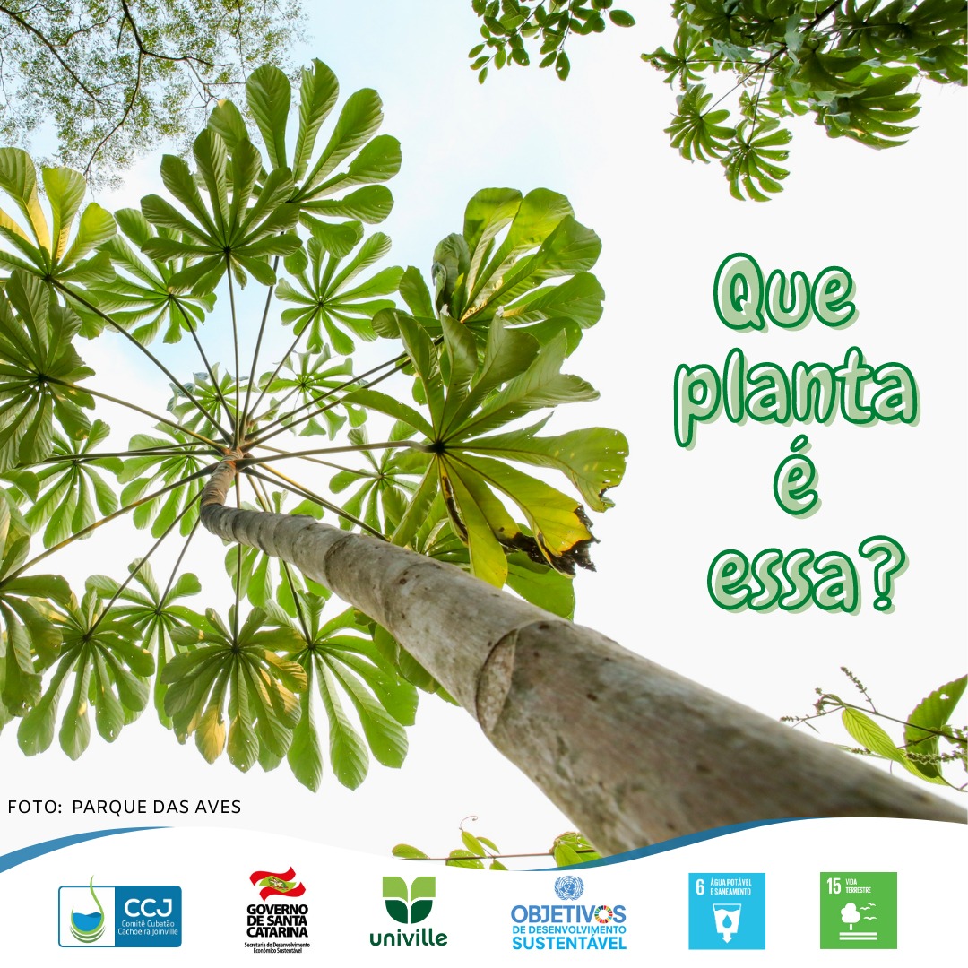 Que Planta é Essa?