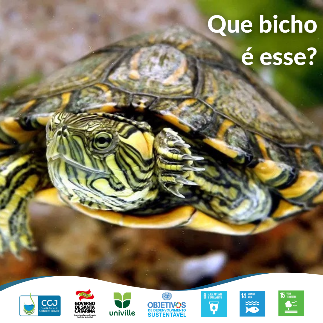 Que Bicho é esse?