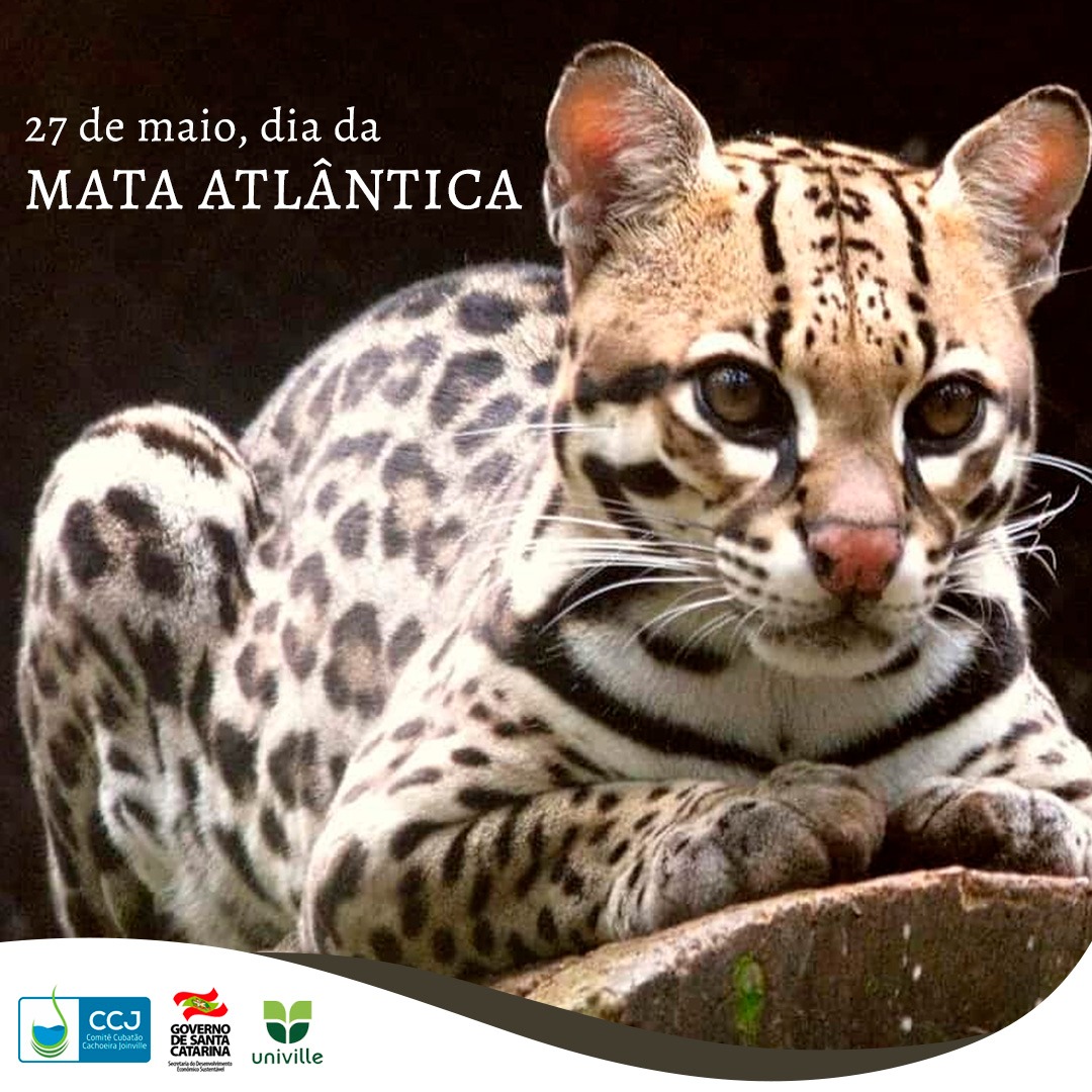 27 de Maio é comemorado o dia Nacional da Mata Atlântica.