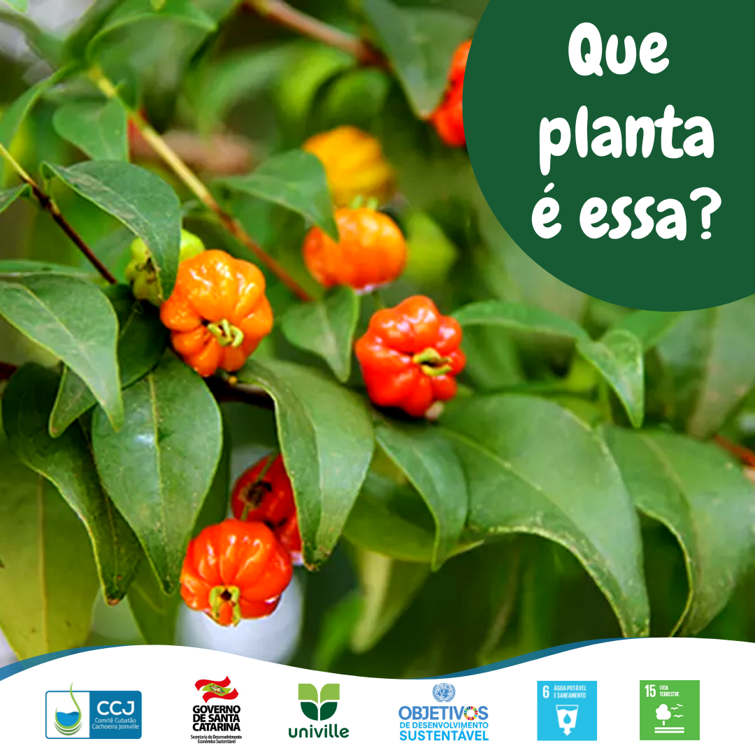 Que planta é essa?