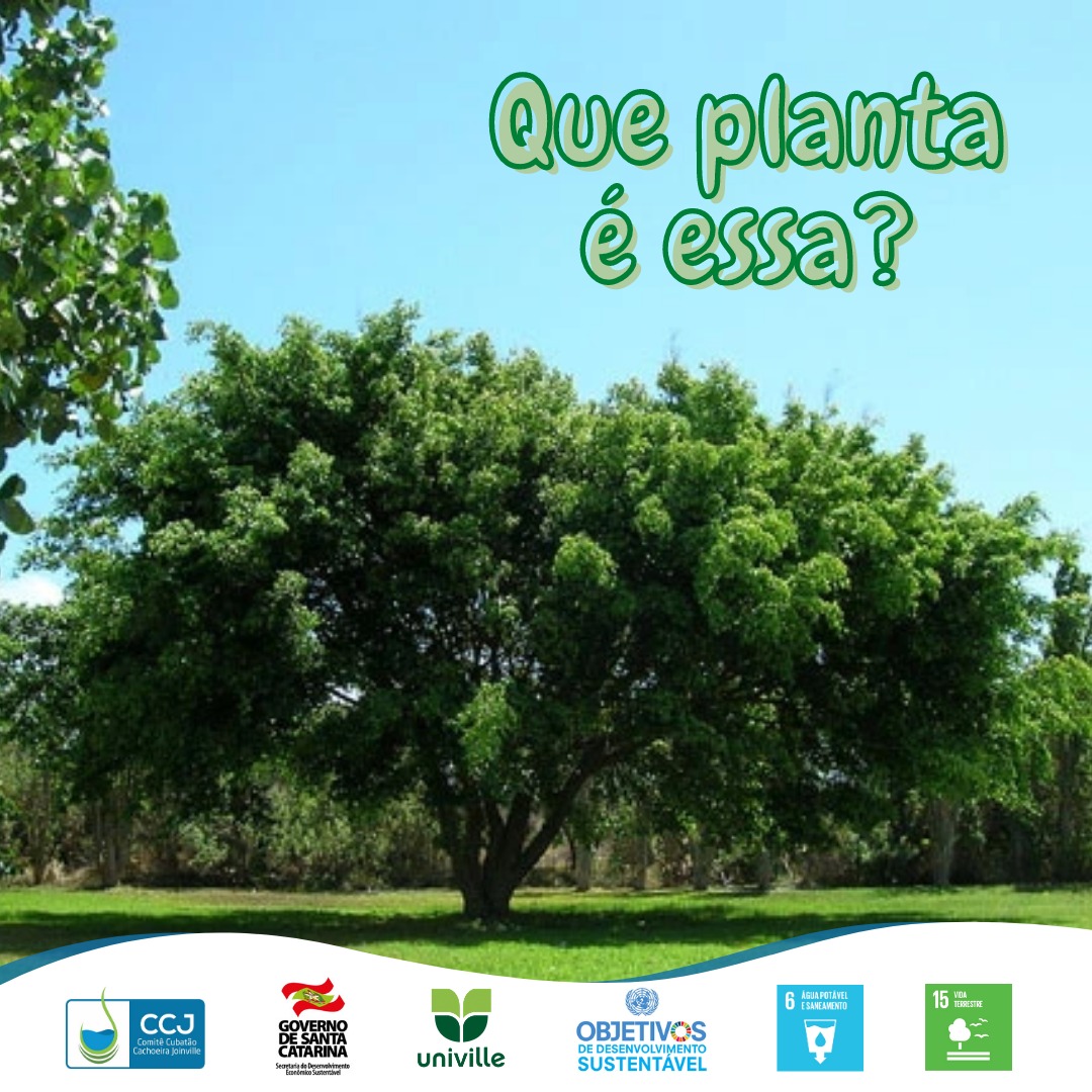 Que planta é essa? 